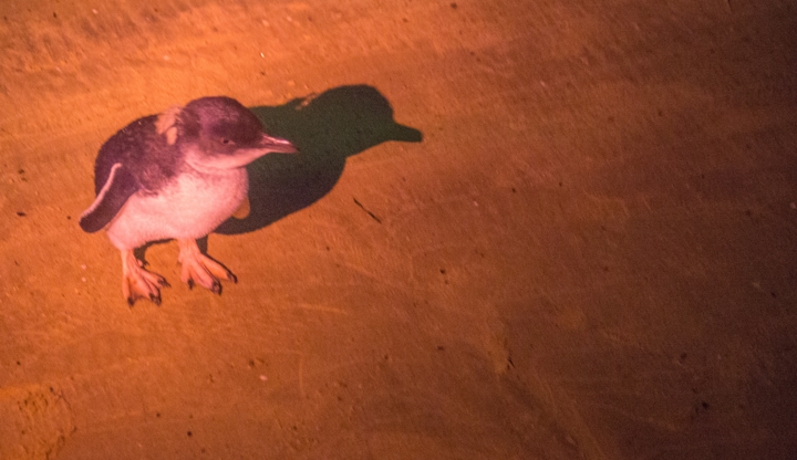 Melbourne-5983 [720b]