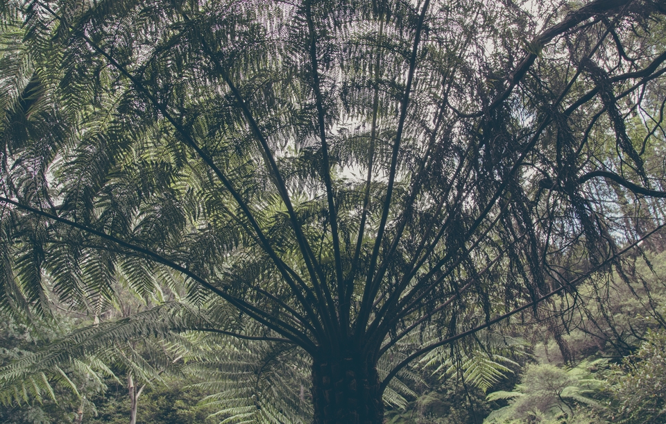 New South Wales-6539 (Kopiowanie)