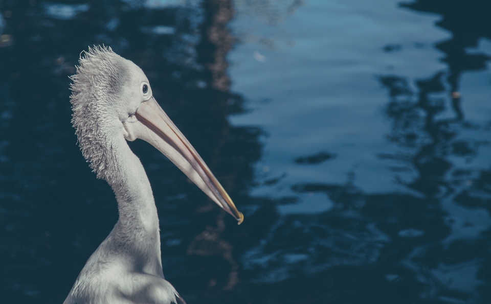 New South Wales-6662 (Kopiowanie)