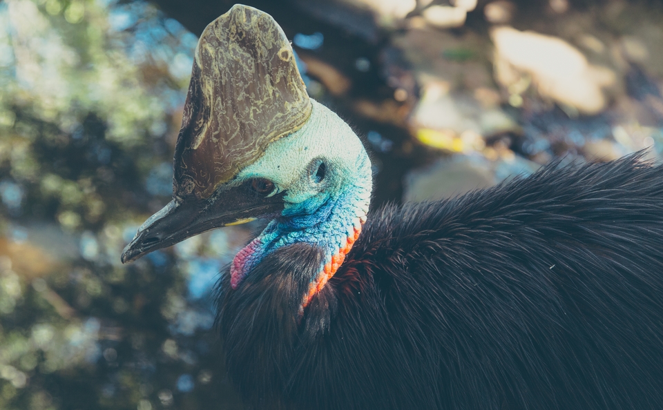 New South Wales-6689 (Kopiowanie)