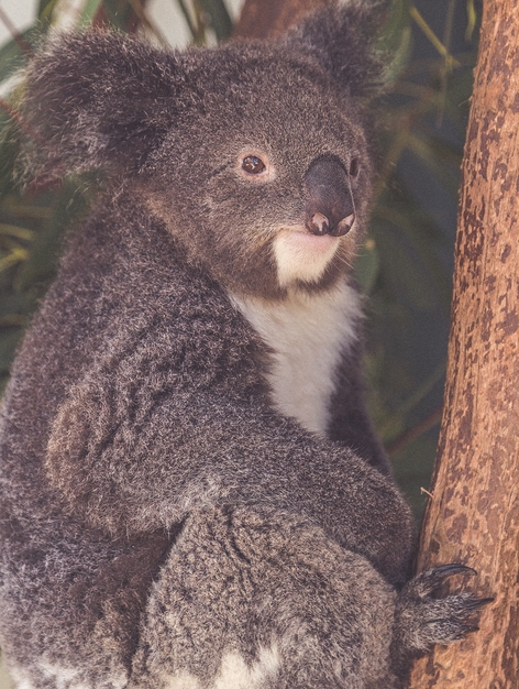 New South Wales-6723 (Kopiowanie)