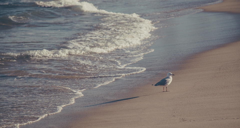 New South Wales-6815 (Kopiowanie)