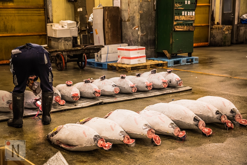 Tsukiji-1329 (Kopiowanie)