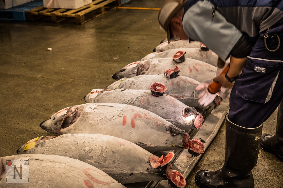 Tsukiji-1330 (Kopiowanie)