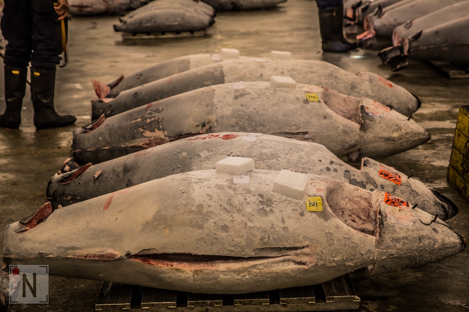 Tsukiji-1393 (Kopiowanie)