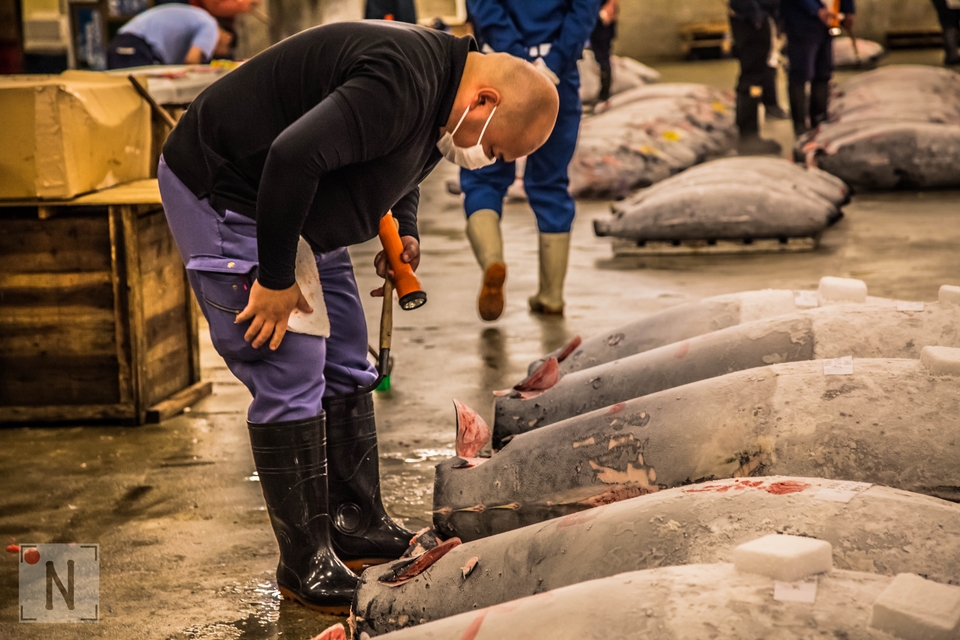 Tsukiji-1407 (Kopiowanie)