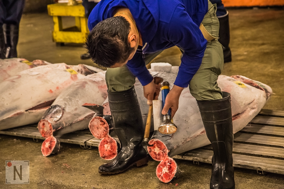 Tsukiji-1429 (Kopiowanie)